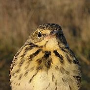 Föregående